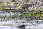 Sanderling