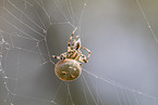 four-spot orb-weaver