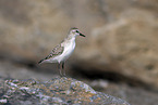 Sanderling