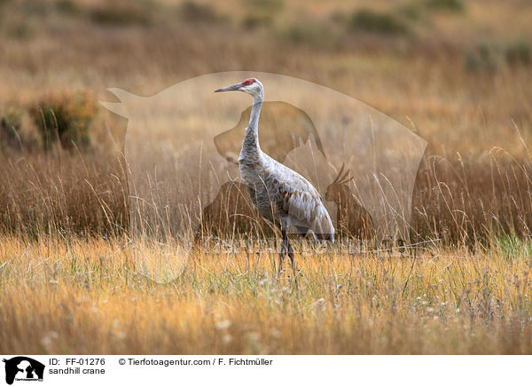 sandhill crane / FF-01276