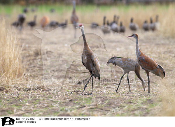 sandhill cranes / FF-02383
