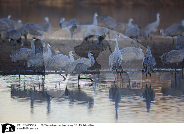 Kanadakraniche / sandhill cranes / FF-03362