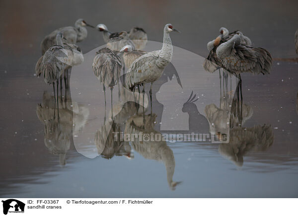 sandhill cranes / FF-03367