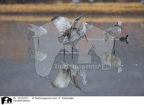 Kanadakraniche / sandhill cranes / FF-03377