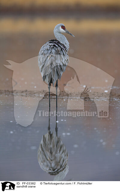 Kanadakranich / sandhill crane / FF-03382