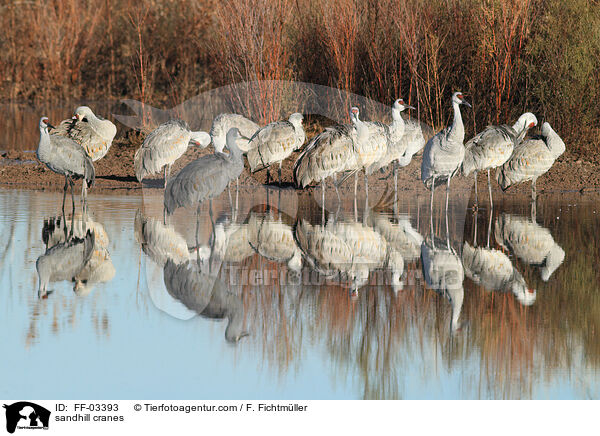 sandhill cranes / FF-03393