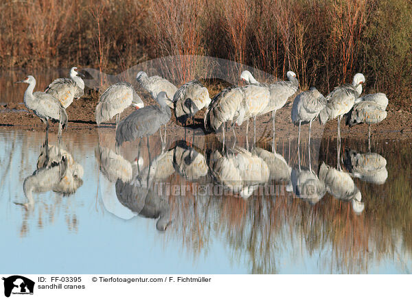 Kanadakraniche / sandhill cranes / FF-03395