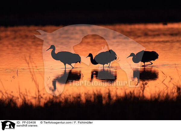 sandhill cranes / FF-03408