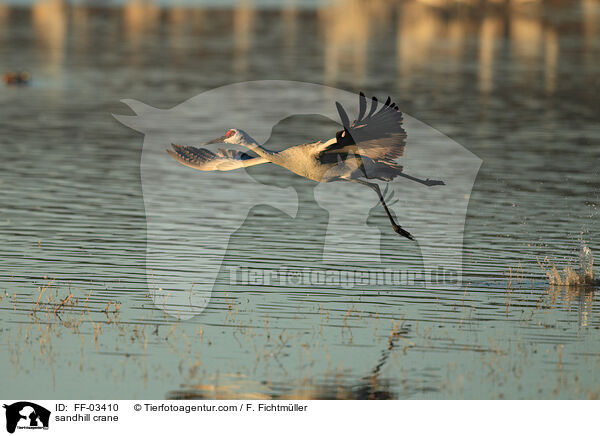 Kanadakranich / sandhill crane / FF-03410