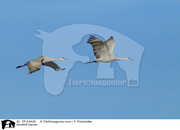 Kanadakraniche / sandhill cranes / FF-03429