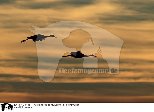 Kanadakraniche / sandhill cranes / FF-03435