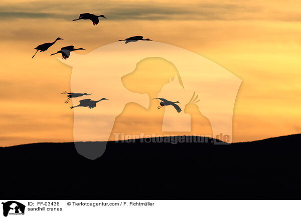 Kanadakraniche / sandhill cranes / FF-03436
