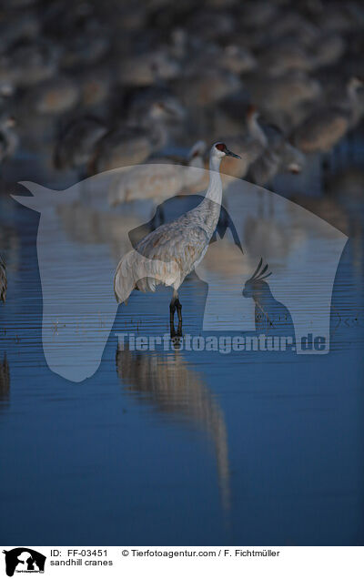 sandhill cranes / FF-03451