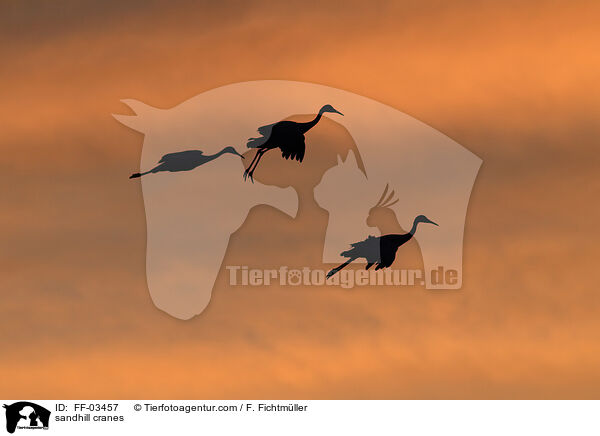 Kanadakraniche / sandhill cranes / FF-03457