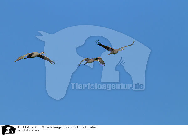 Kanadakraniche / sandhill cranes / FF-03950