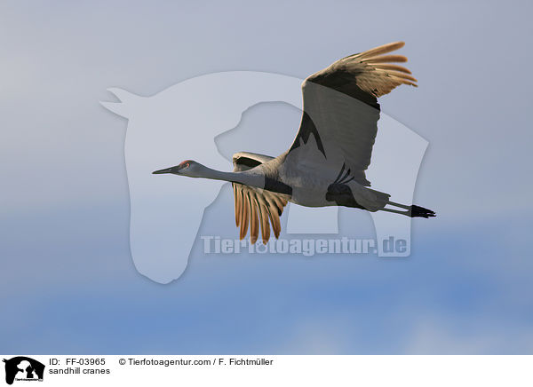 Kanadakraniche / sandhill cranes / FF-03965