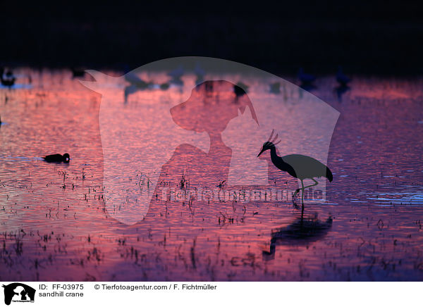 Kanadakranich / sandhill crane / FF-03975