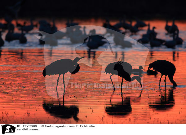 Kanadakraniche / sandhill cranes / FF-03980