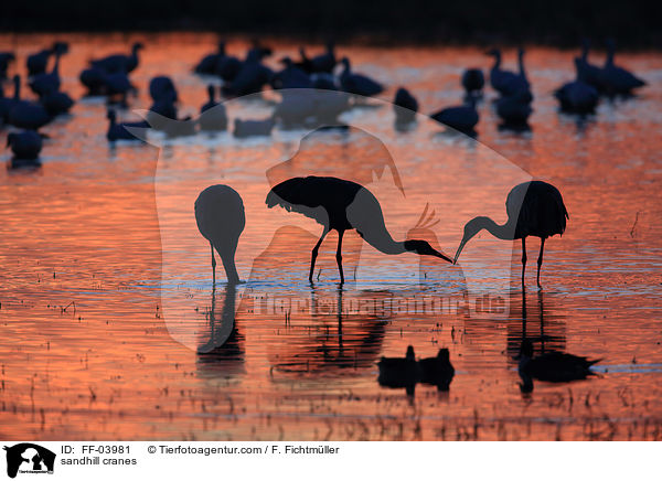 Kanadakraniche / sandhill cranes / FF-03981