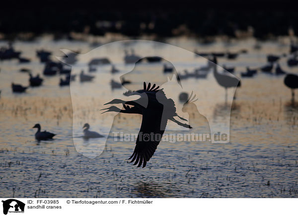 Kanadakraniche / sandhill cranes / FF-03985