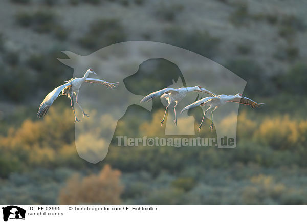 Kanadakraniche / sandhill cranes / FF-03995