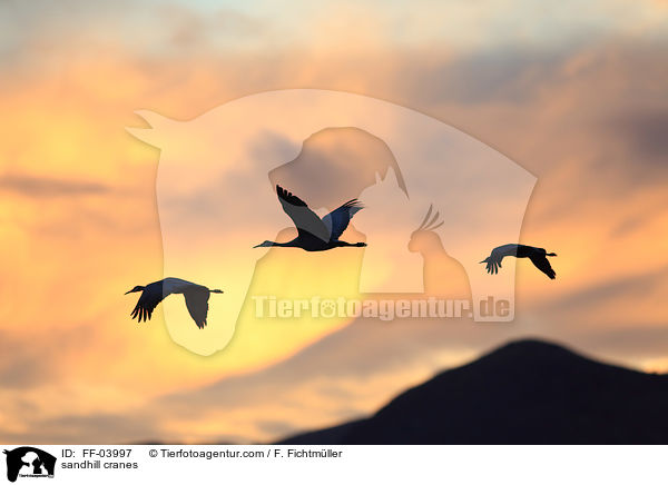 Kanadakraniche / sandhill cranes / FF-03997