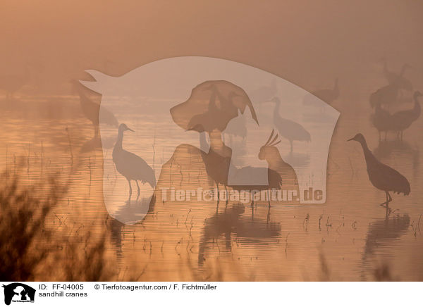 Kanadakraniche / sandhill cranes / FF-04005
