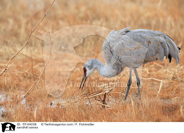 sandhill cranes / FF-04038