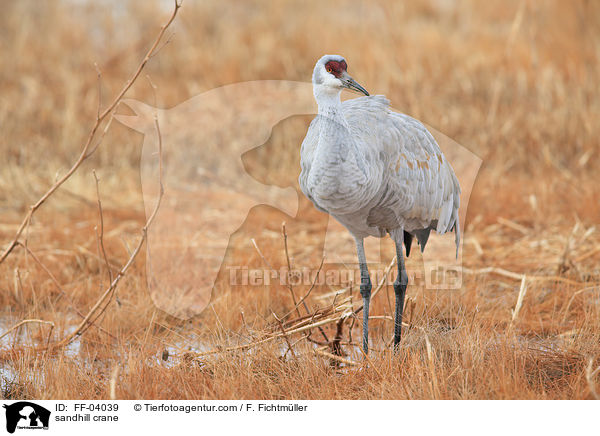 Kanadakranich / sandhill crane / FF-04039