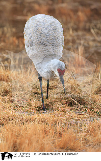 sandhill crane / FF-04049