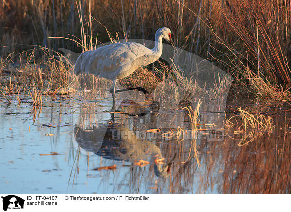 Kanadakranich / sandhill crane / FF-04107