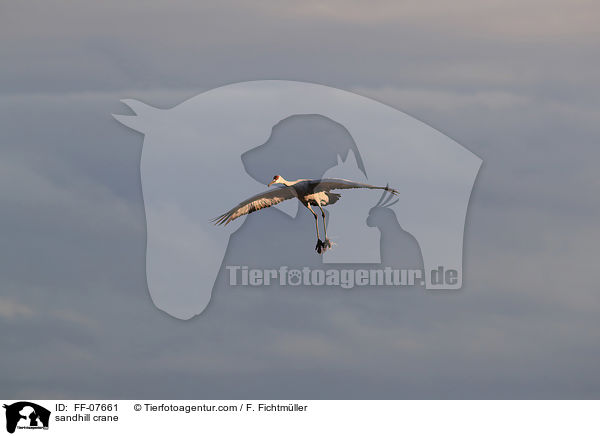 Kanadakranich / sandhill crane / FF-07661