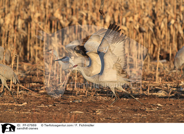 Kanadakraniche / sandhill cranes / FF-07669