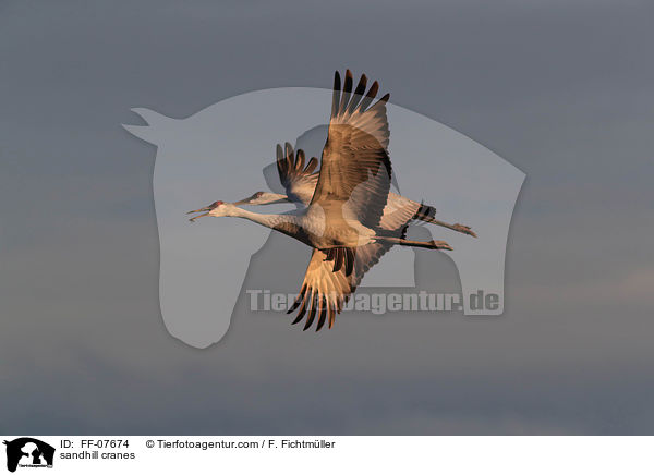 Kanadakraniche / sandhill cranes / FF-07674