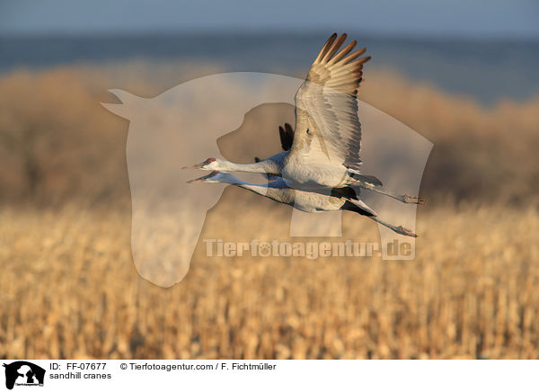 Kanadakraniche / sandhill cranes / FF-07677