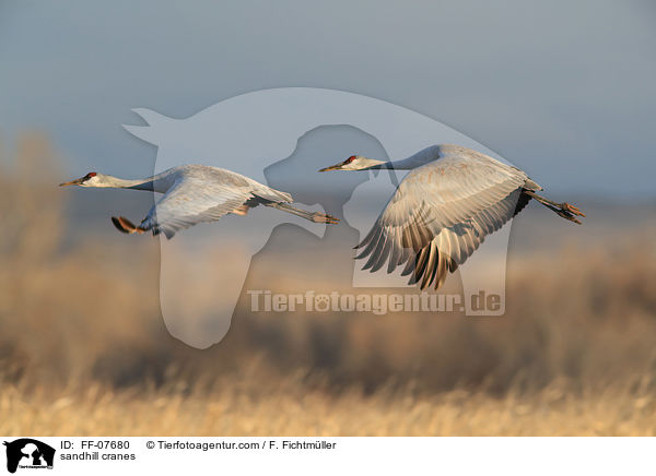 Kanadakraniche / sandhill cranes / FF-07680
