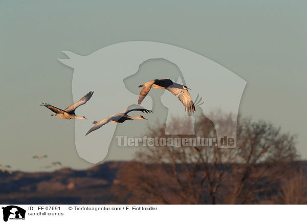 sandhill cranes / FF-07691
