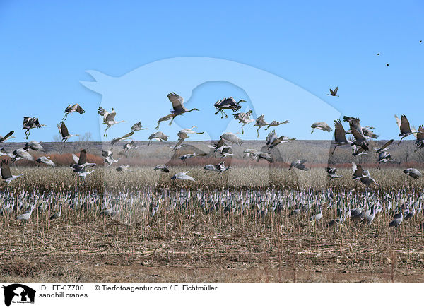 Kanadakraniche / sandhill cranes / FF-07700