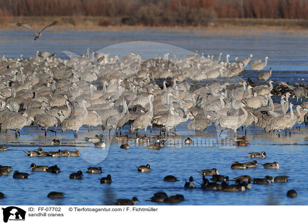 sandhill cranes / FF-07702