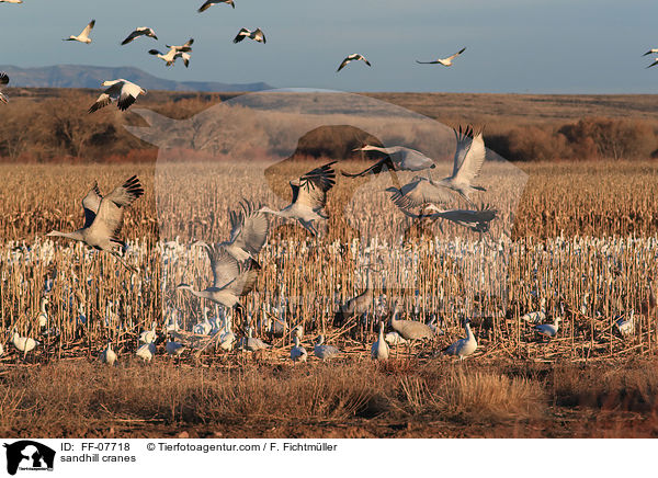 Kanadakraniche / sandhill cranes / FF-07718