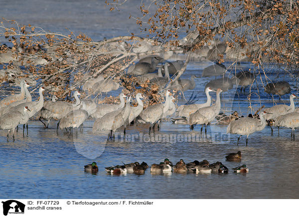 Kanadakraniche / sandhill cranes / FF-07729