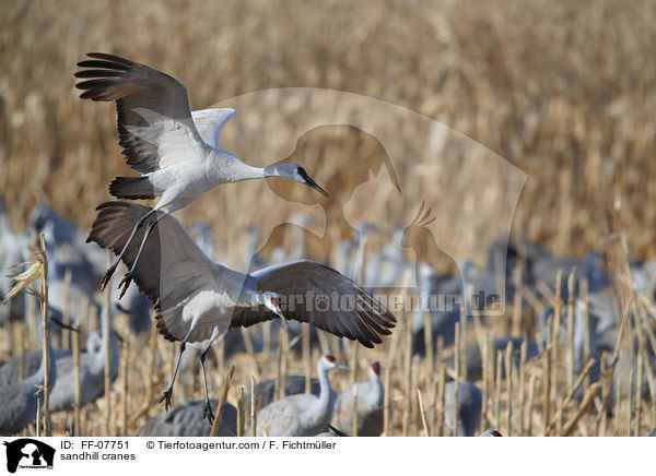 Kanadakraniche / sandhill cranes / FF-07751