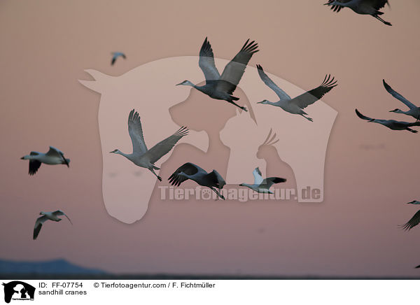 Kanadakraniche / sandhill cranes / FF-07754