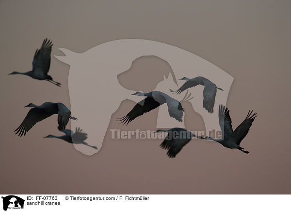 Kanadakraniche / sandhill cranes / FF-07763