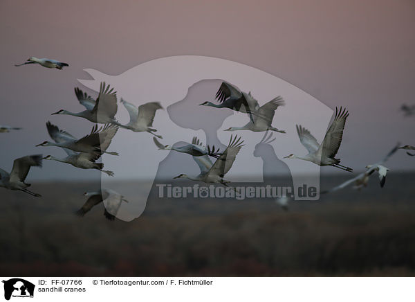 sandhill cranes / FF-07766