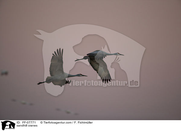Kanadakraniche / sandhill cranes / FF-07771