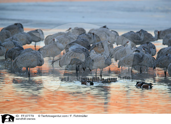 Kanadakraniche / sandhill cranes / FF-07779