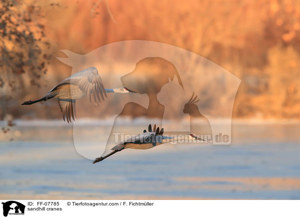 Kanadakraniche / sandhill cranes / FF-07785