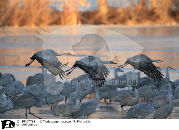 Kanadakraniche / sandhill cranes / FF-07788