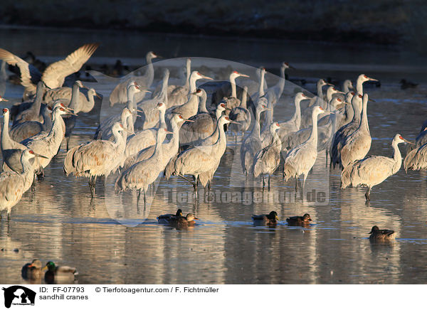 sandhill cranes / FF-07793